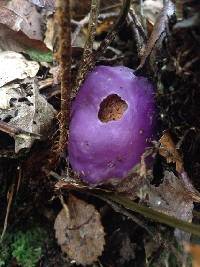 Cortinarius porphyroideus image