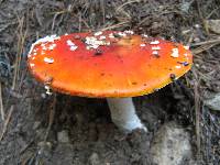 Amanita muscaria image
