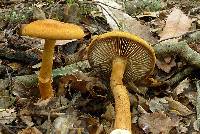 Cortinarius castoreus image