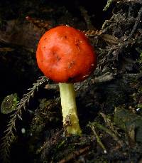 Leratiomyces erythrocephalus image