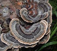 Trametes versicolor image