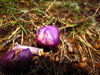 Cortinarius porphyroideus image