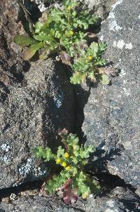 Puccinia lagenophorae image