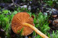 Cortinarius collybianus image