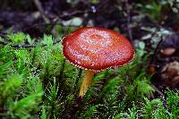 Cortinarius collybianus image