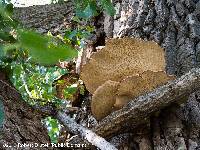 Polyporus squamosus image