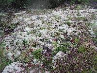 Cladonia portentosa image