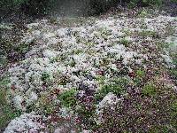 Cladonia portentosa image