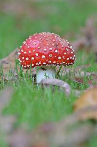 Amanita muscaria image