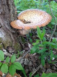 Polyporus squamosus image