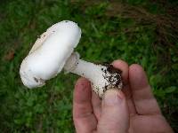 Leucoagaricus leucothites image