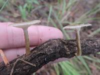 Polyporus arcularius image