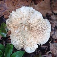 Clitocybe nebularis image