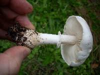 Leucoagaricus leucothites image