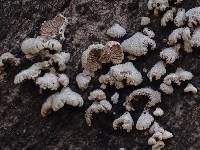 Schizophyllum commune image