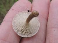 Polyporus arcularius image