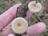 Polyporus arcularius image