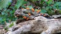 Favolaschia calocera image