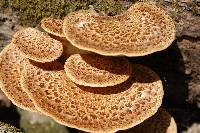 Polyporus squamosus image