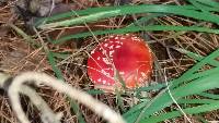 Amanita muscaria image