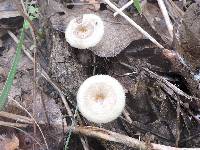 Polyporus arcularius image