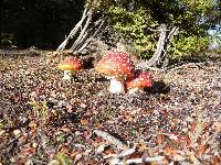 Amanita muscaria image