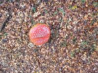 Amanita muscaria image