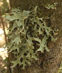 Lobaria pulmonaria image