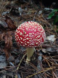 Amanita muscaria image