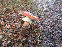 Amanita muscaria image