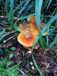 Flammulina velutipes image