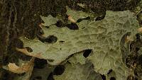 Lobaria pulmonaria image