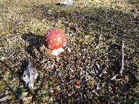 Amanita muscaria image