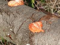 Pycnoporus cinnabarinus image