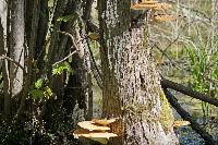 Polyporus squamosus image