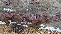 Auricularia auricula-judae image