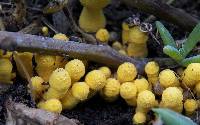 Leucocoprinus birnbaumii image