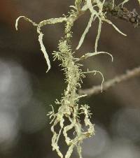 Ramalina farinacea image