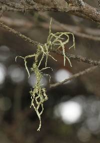 Ramalina farinacea image