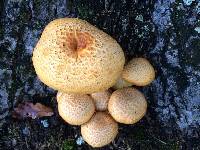 Gymnopilus junonius image