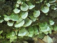 Trametes versicolor image