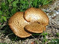 Polyporus squamosus image