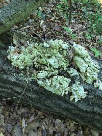 Laetiporus sulphureus image