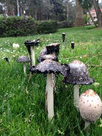 Coprinus comatus image