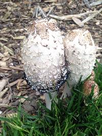 Coprinus comatus image