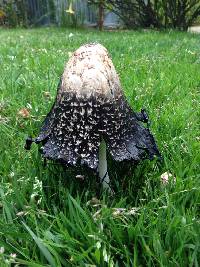 Coprinus comatus image