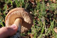 Leccinum scabrum image