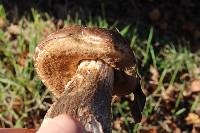 Leccinum scabrum image