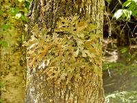 Lobaria pulmonaria image