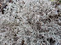 Cladonia rangiferina image